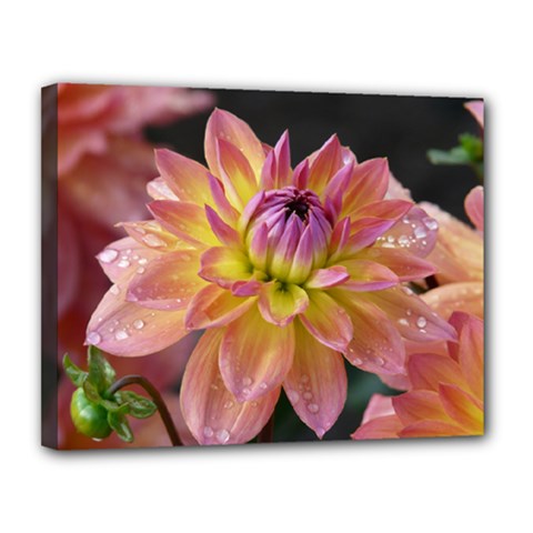 Dahlia Garden  Canvas 14  X 11  (framed) by ADIStyle