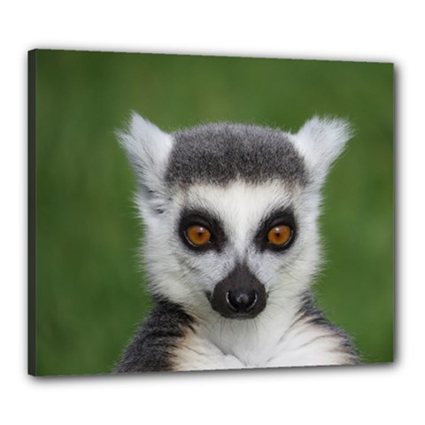 Ring Tailed Lemur Canvas 24  X 20  (framed) by smokeart