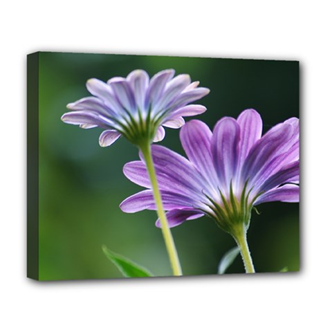 Flower Deluxe Canvas 20  X 16  (framed) by Siebenhuehner