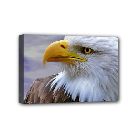 Bald Eagle Mini Canvas 6  X 4  (framed) by Siebenhuehner