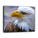 Bald Eagle Deluxe Canvas 20  x 16  (Framed) View1