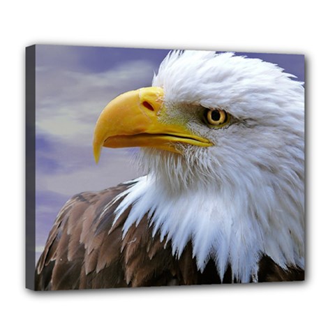 Bald Eagle Deluxe Canvas 24  X 20  (framed) by Siebenhuehner