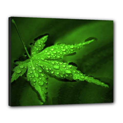 Leaf With Drops Canvas 20  X 16  (framed) by Siebenhuehner