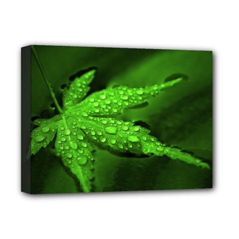 Leaf With Drops Deluxe Canvas 16  X 12  (framed) 