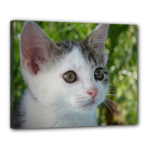 Young Cat Canvas 20  X 16  (framed) by Siebenhuehner