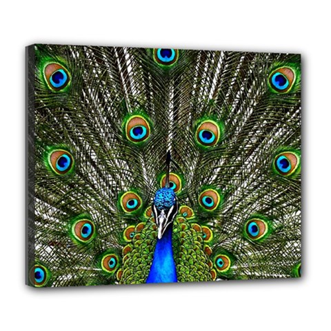 Peacock Deluxe Canvas 24  X 20  (framed)