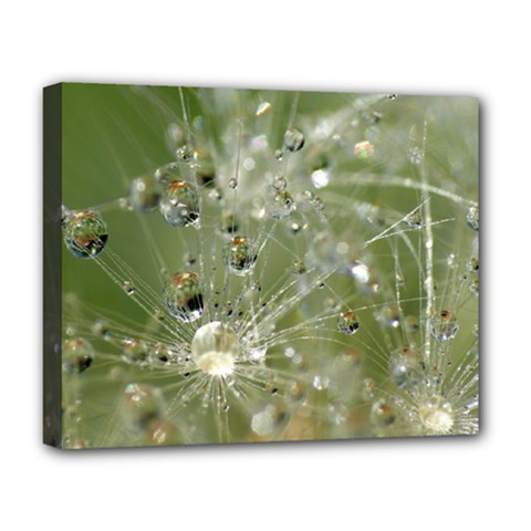 Dandelion Deluxe Canvas 20  X 16  (framed) by Siebenhuehner