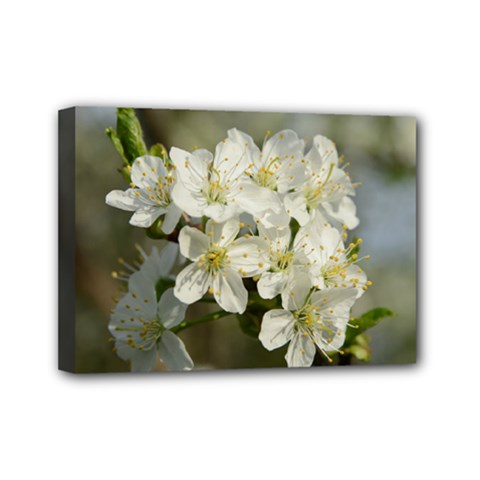 Spring Flowers Mini Canvas 7  X 5  (framed) by anstey