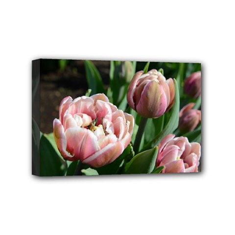 Tulips Mini Canvas 6  X 4  (framed) by anstey