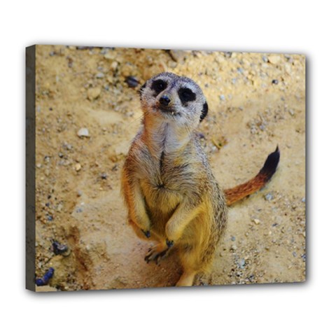 Lovely Meerkat 515p Deluxe Canvas 24  X 20  