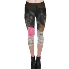 Puppy With A Chew Toy Capri Leggings by trendistuff