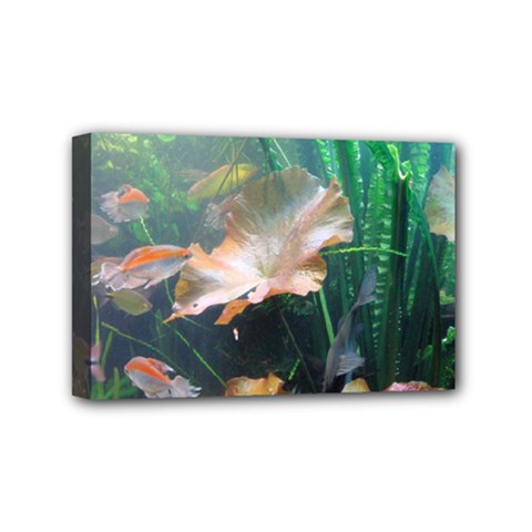 Marine Life Mini Canvas 6  X 4  by trendistuff