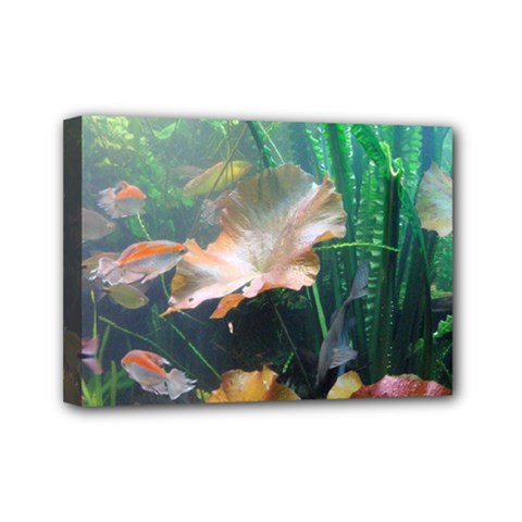 Marine Life Mini Canvas 7  X 5  by trendistuff