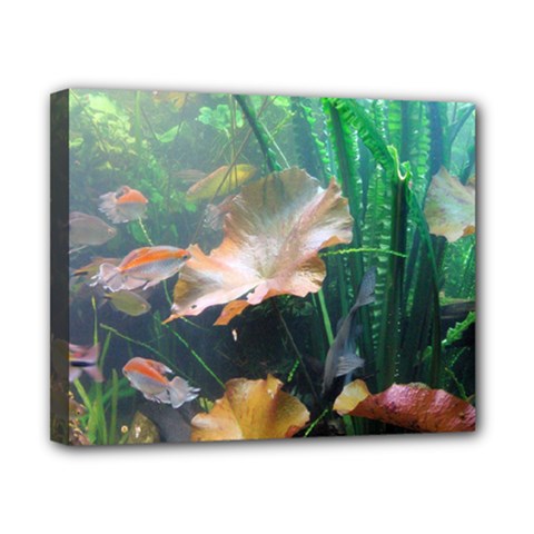 Marine Life Canvas 10  X 8  by trendistuff