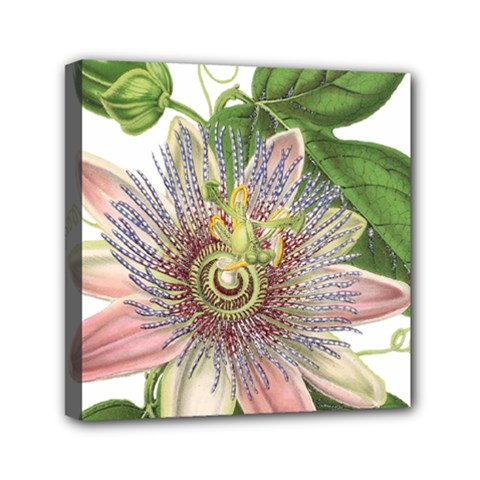 Passion Flower Flower Plant Blossom Mini Canvas 6  X 6  by Nexatart