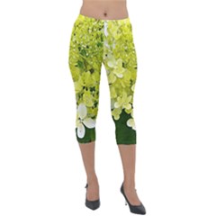 Elegant Chartreuse Green Limelight Hydrangea Macro Lightweight Velour Capri Leggings  by myrubiogarden