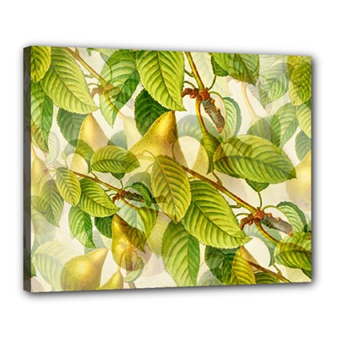 Pear Fruit Tree Organic Pattern Canvas 20  X 16  (stretched) by Wegoenart