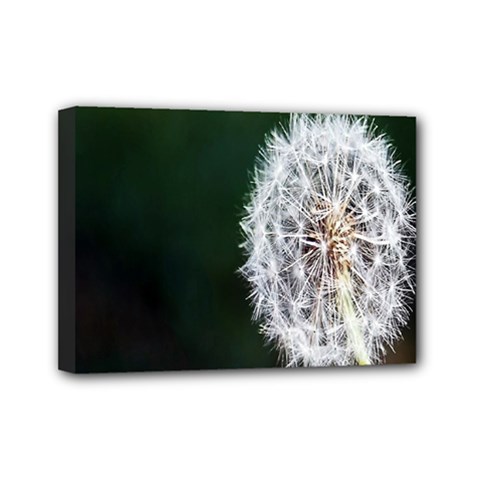 White Flower Mini Canvas 7  X 5  (stretched)