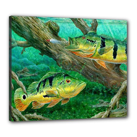 Peacock Bass Fishing Canvas 24  X 20  (stretched) by Sarkoni