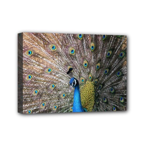 Peacock Bird Animal Peafowl Mini Canvas 7  X 5  (stretched)