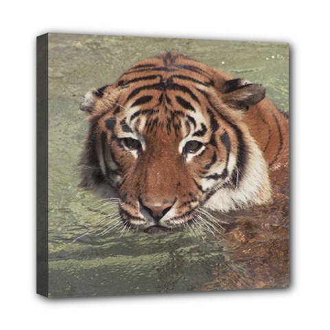 Swimming Tiger Mini Canvas 8  X 8  (stretched) by ExtraAwesomeSauce