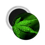 Leaf With Drops 2.25  Button Magnet Front