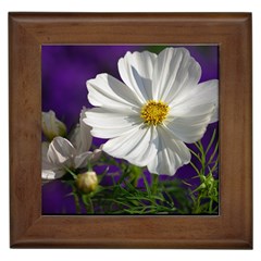 Cosmea   Framed Ceramic Tile