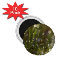 Waterdrops 1 75  Button Magnet (10 Pack)