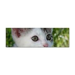 Young Cat Bumper Sticker by Siebenhuehner