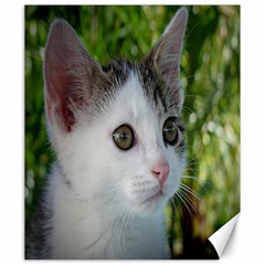 Young Cat Canvas 20  X 24  (unframed) by Siebenhuehner