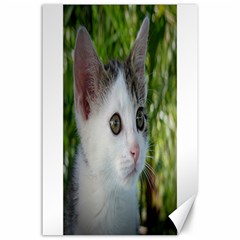 Young Cat Canvas 24  X 36  (unframed) by Siebenhuehner