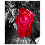 Red Rose Canvas 11  x 14  (Unframed) 10.95 x13.48  Canvas - 1