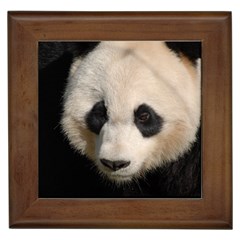 Adorable Panda Framed Ceramic Tile