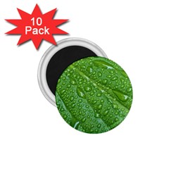 Green Leaf Drops 1 75  Magnets (10 Pack) 