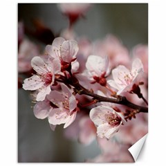 Plum Blossoms Canvas 16  X 20  