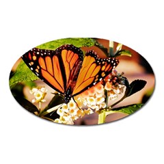 Monarch Butterfly Nature Orange Oval Magnet by Amaryn4rt