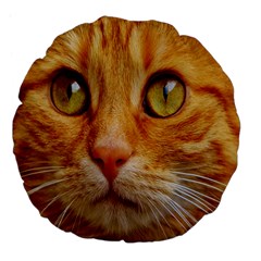 Cat Red Cute Mackerel Tiger Sweet Large 18  Premium Flano Round Cushions by Nexatart