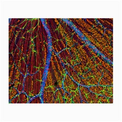 Neurobiology Small Glasses Cloth by BangZart