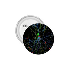 Synaptic Connections Between Pyramida Neurons And Gabaergic Interneurons Were Labeled Biotin During 1 75  Buttons by Mariart