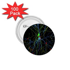 Synaptic Connections Between Pyramida Neurons And Gabaergic Interneurons Were Labeled Biotin During 1 75  Buttons (100 Pack)  by Mariart