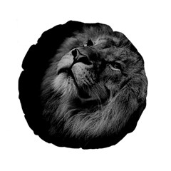 Feline Lion Tawny African Zoo Standard 15  Premium Flano Round Cushions by BangZart