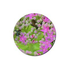 Hot Pink Succulent Sedum With Fleshy Green Leaves Rubber Coaster (round)  by myrubiogarden