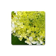 Elegant Chartreuse Green Limelight Hydrangea Macro Square Magnet by myrubiogarden