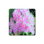 Hot Pink And White Peppermint Twist Garden Phlox Square Magnet Front