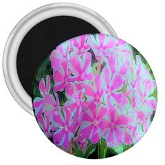 Hot Pink And White Peppermint Twist Garden Phlox 3  Magnets by myrubiogarden