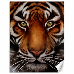 The Tiger Face Canvas 12  X 16  by Sudhe