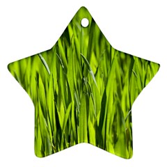 Agricultural Field   Ornament (star) by rsooll