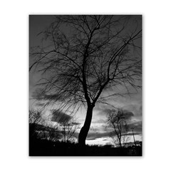 Tree Bw Poster 16  X 20 