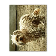 Curly Dog Horizontal Poster 16  X 20 