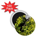 Acid green patterns 1.75  Magnets (100 pack)  Front